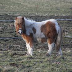 Shetlænder Bertram