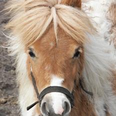 Shetlænder Bertram