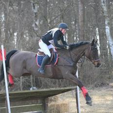 Dansk Varmblod Katagina skovgaard