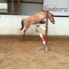 Anden særlig race Beauty [Tidl. Pony] :)