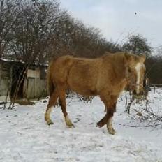 Palomino Golden Evolet