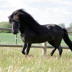 Islænder Gandhi fra Buddhafelt