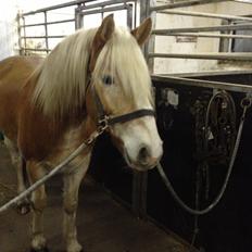 Tyroler Haflinger willie solgt