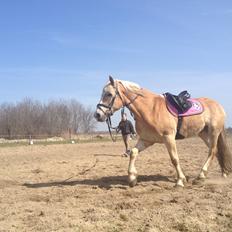 Tyroler Haflinger willie solgt