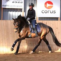 Dansk Varmblod Elmegaard´s Quote Me