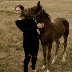 Dansk Varmblod Believe In Me