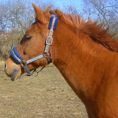 Anden særlig race Tequila