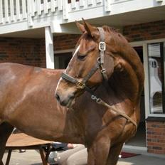 Dansk Varmblod Blue Hors Surprise