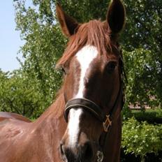 Dansk Varmblod Blue Hors Surprise