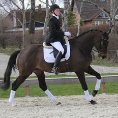 Trakehner Roloff