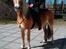 Tyroler Haflinger | Savage - 20-04-13 På gårdspladsen efter en skøn ridetur.