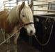 Tyroler Haflinger willie solgt