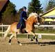 Haflinger Sarotti