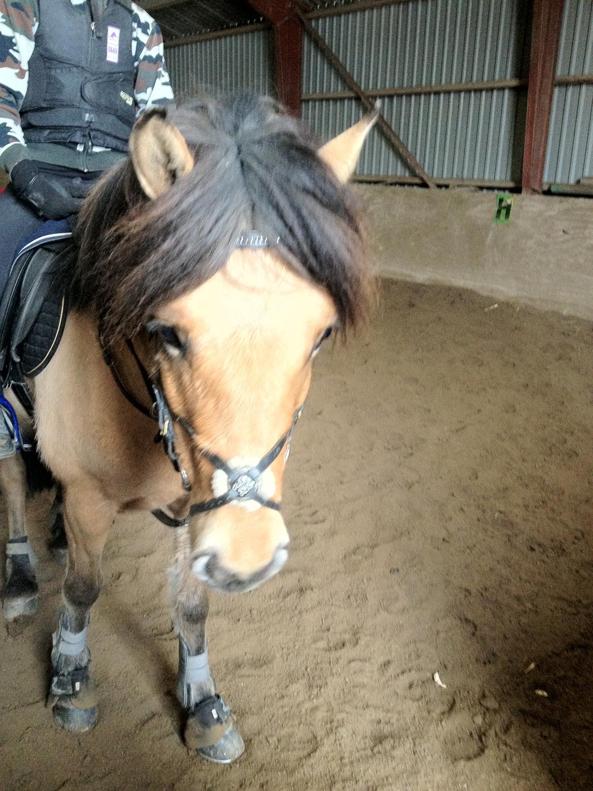 Anden særlig race Vanilla billede 8