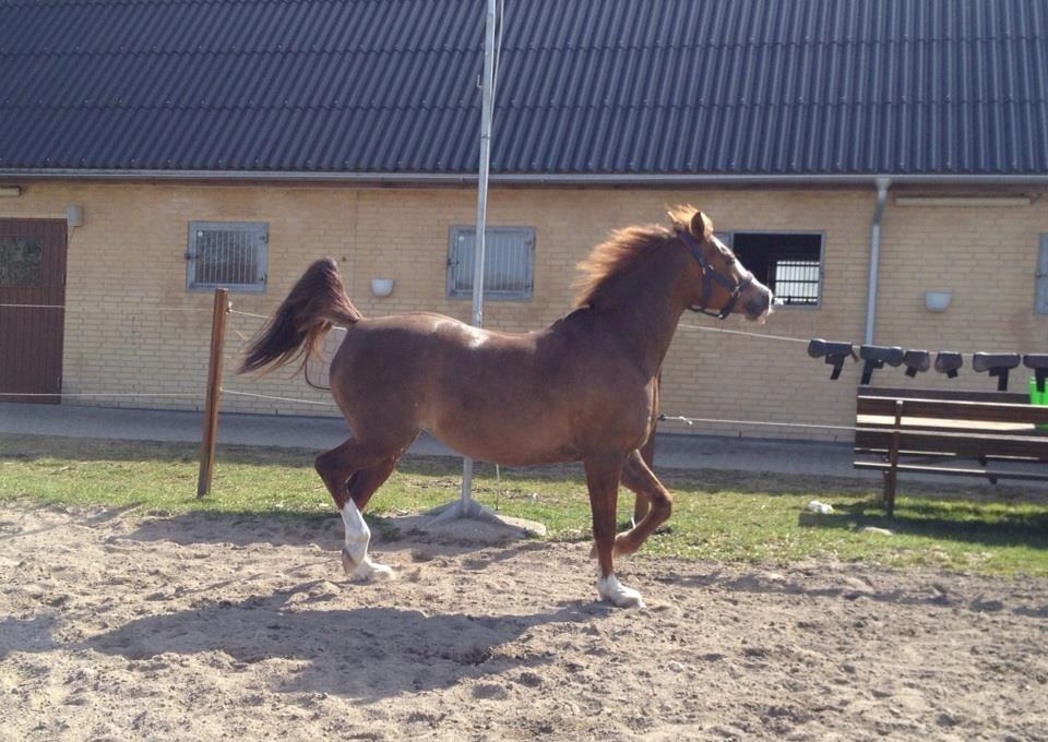 New Forest Tosca  - Velkommen til Tosca's profil-
Tossepigen leger på banen, araberen kommer rigtig frem i hende :) billede 16