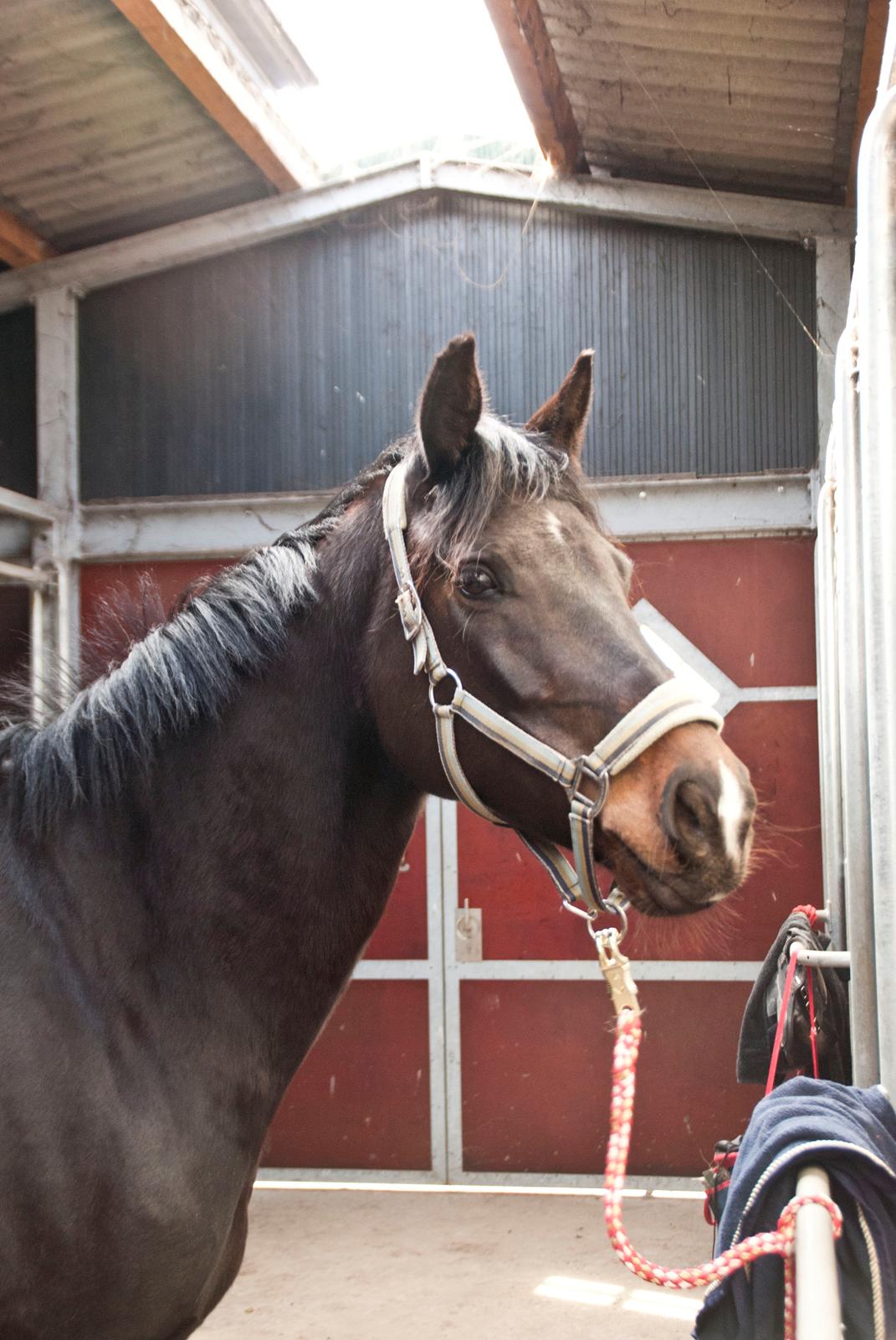 Fuldblod (XX) Staghøjgårds La Rochelle - April 2013. billede 4