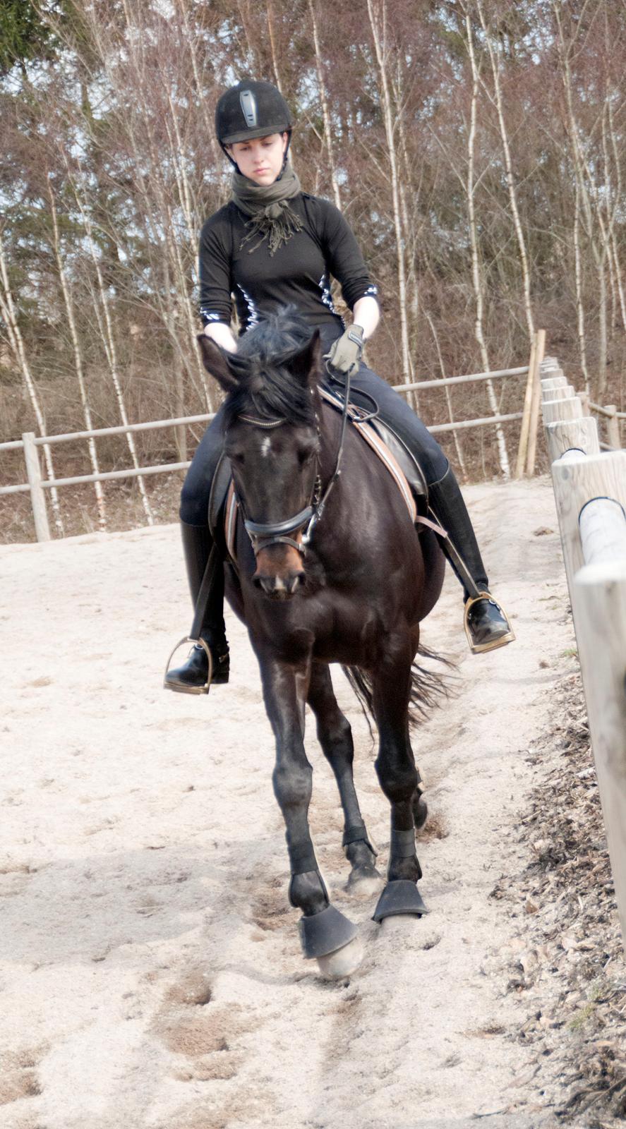 Fuldblod (XX) Staghøjgårds La Rochelle - April 2013. billede 2