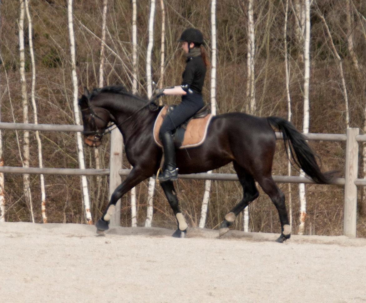 Fuldblod (XX) Staghøjgårds La Rochelle - April 2013. billede 9