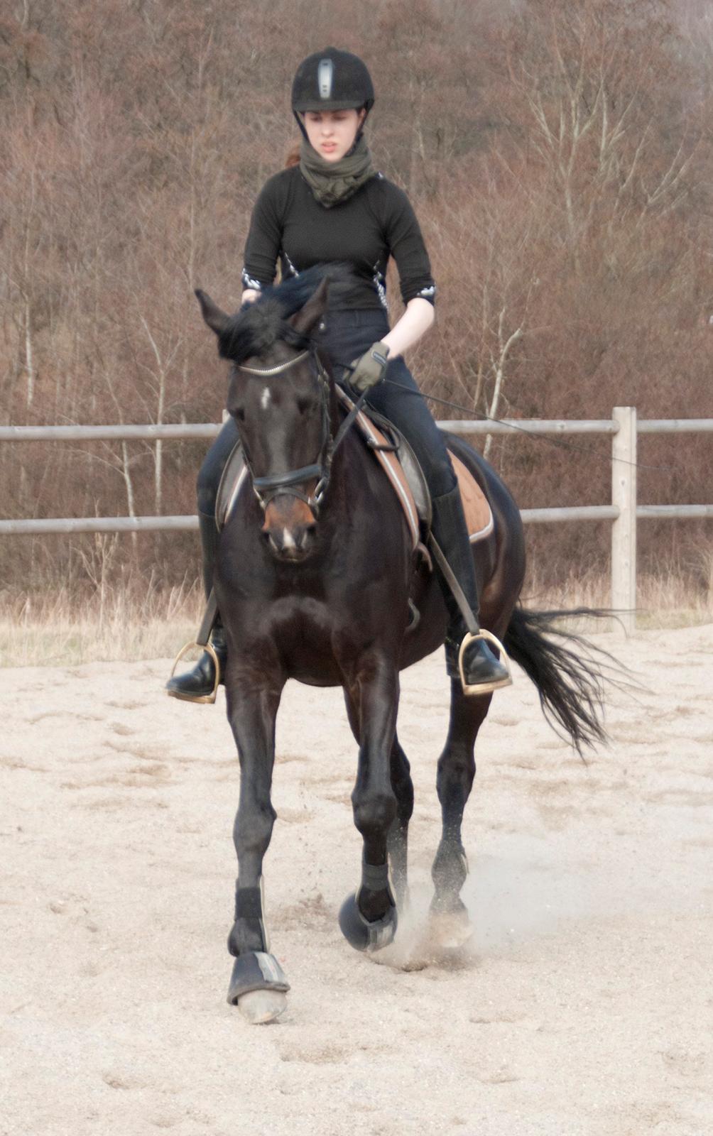 Fuldblod (XX) Staghøjgårds La Rochelle - April 2013. billede 19