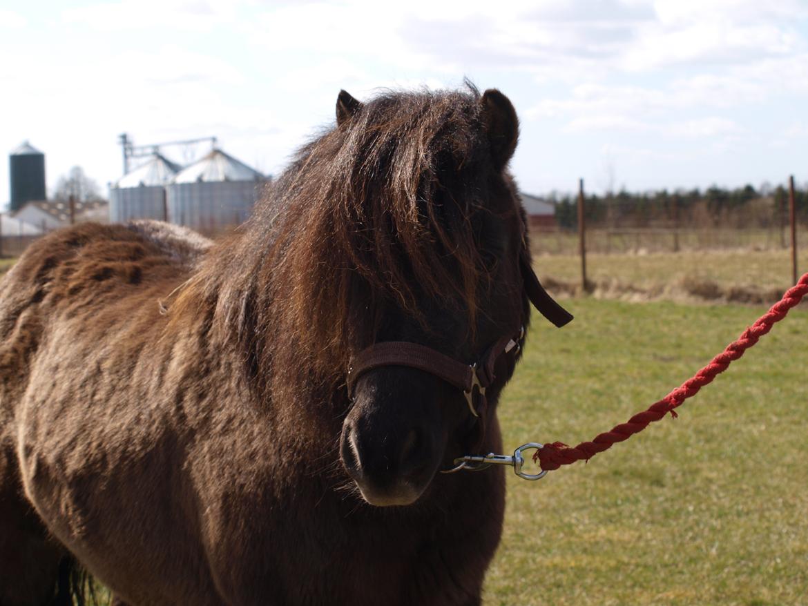 Shetlænder Nicoline ( en lille Stjerne ) <3 <3 <3 (tidligere  - kønne Nicoline <3<3 billede 11