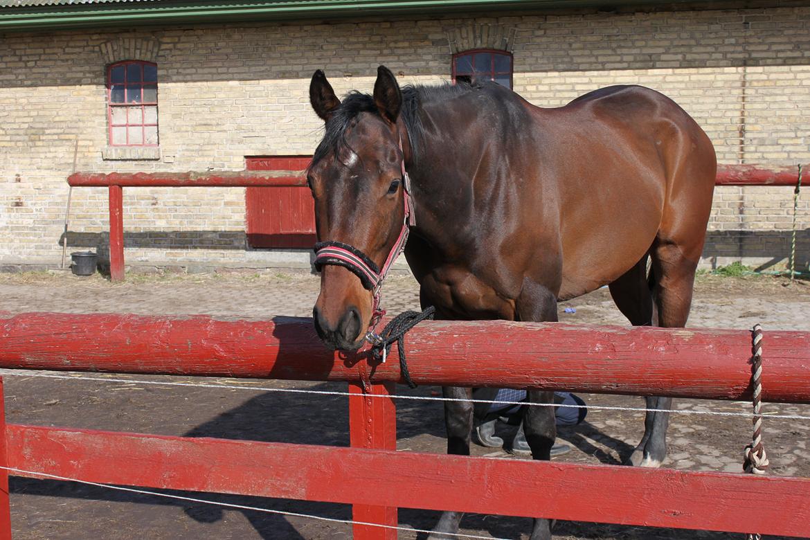 Fuldblod (XX) Lucky Shot billede 7