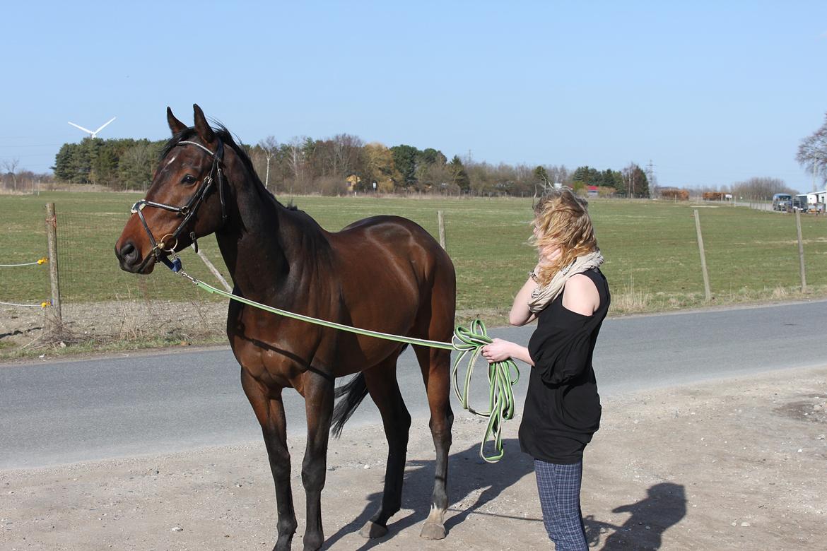 Fuldblod (XX) Lucky Shot - Ude ved vejen og kigge på biler for første gang! billede 8