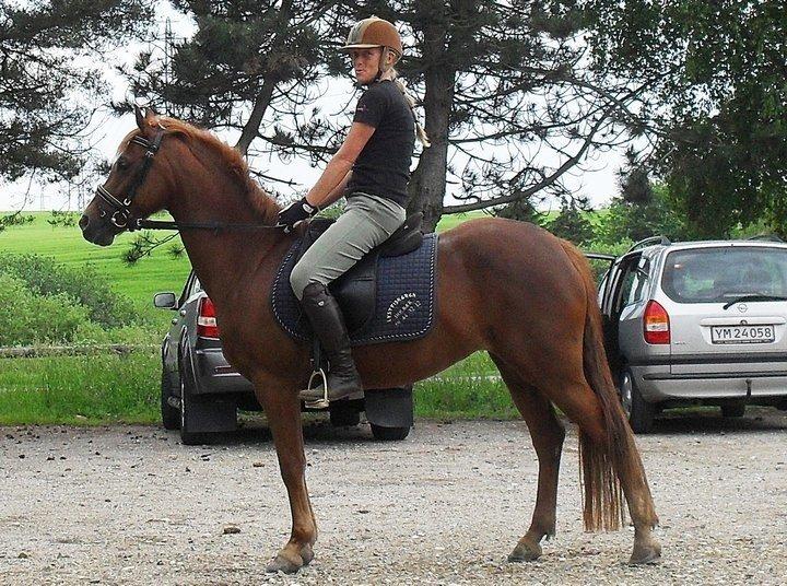 Anden særlig race Potter (Rideskole hest) - På tur. :-) billede 15