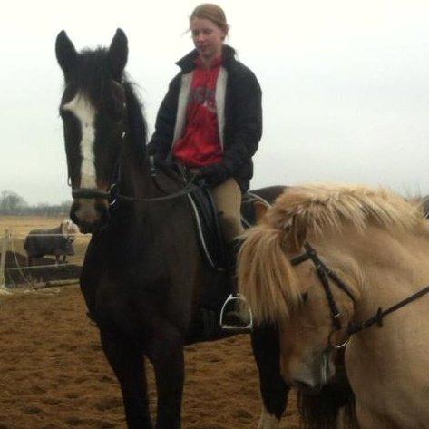 Hollandsk Varmblod cidora billede 4