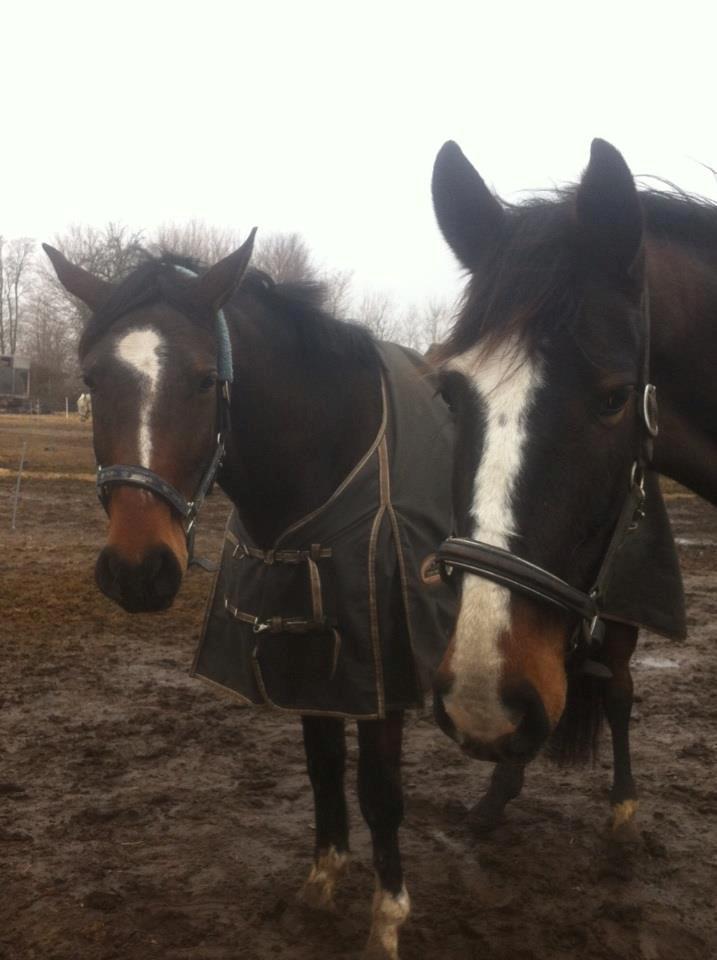 Hollandsk Varmblod cidora billede 3