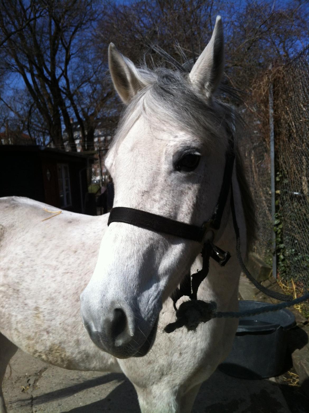 Anden særlig race Debbie rideskole hest - så skal der srigles billede 8