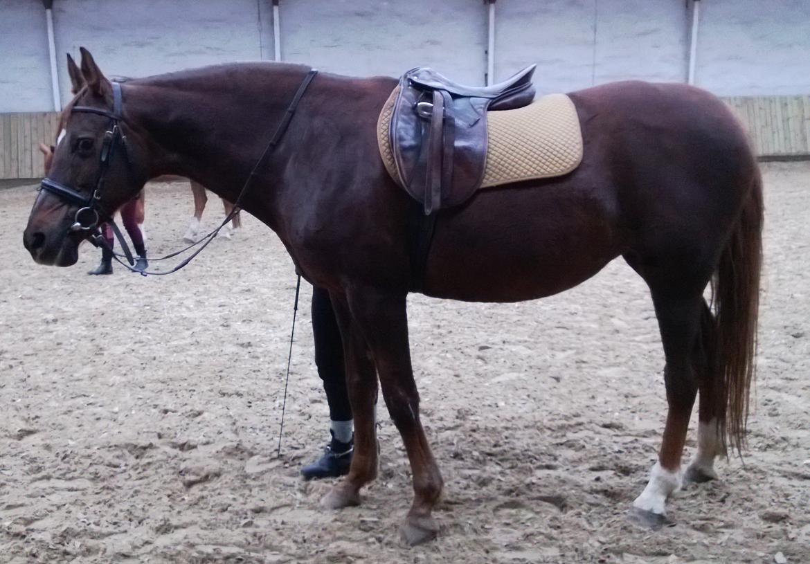 Anden særlig race Melissa billede 14