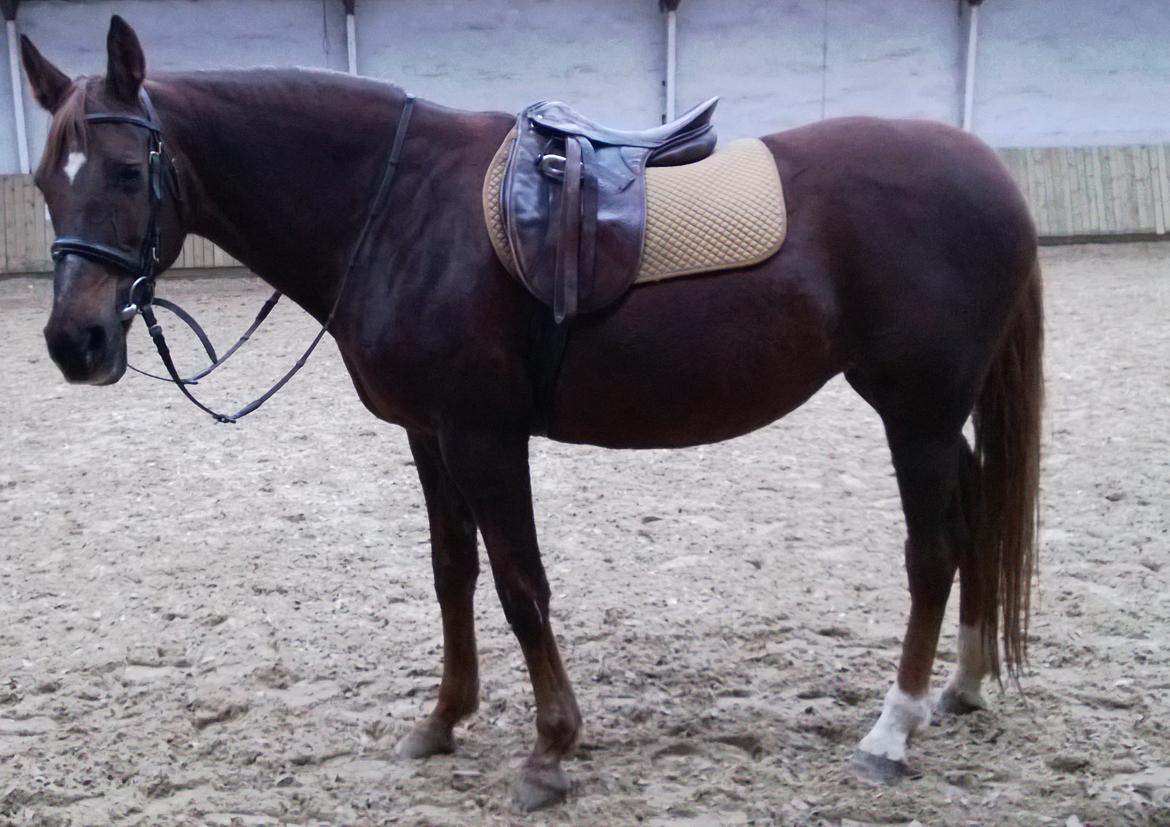 Anden særlig race Melissa billede 15