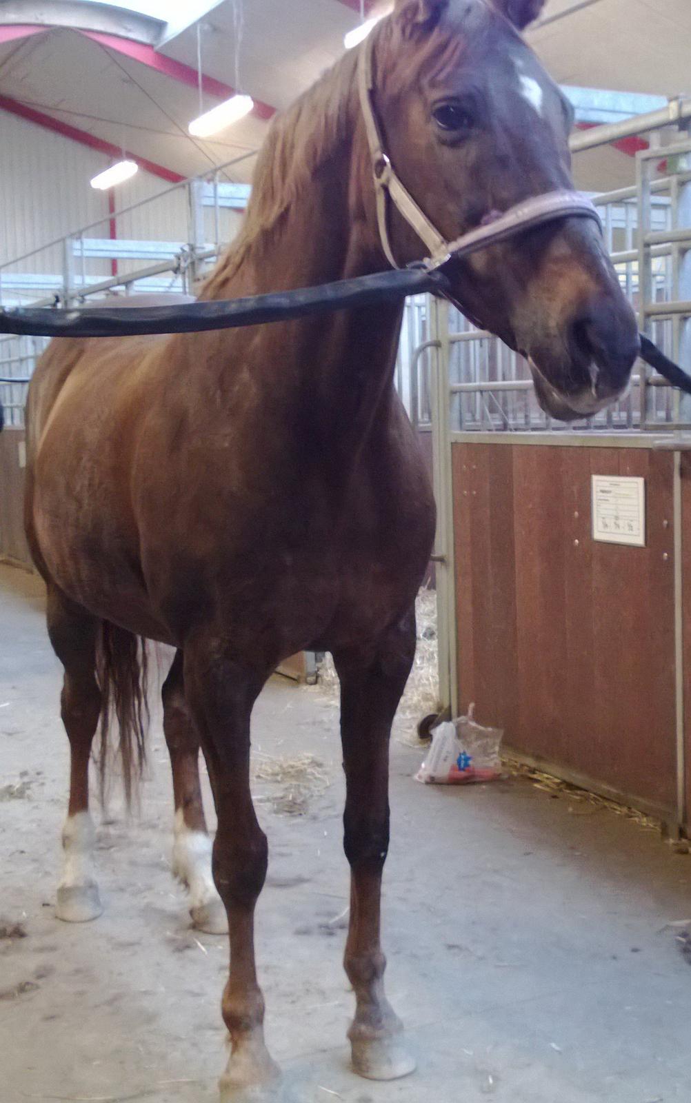 Anden særlig race Melissa billede 16