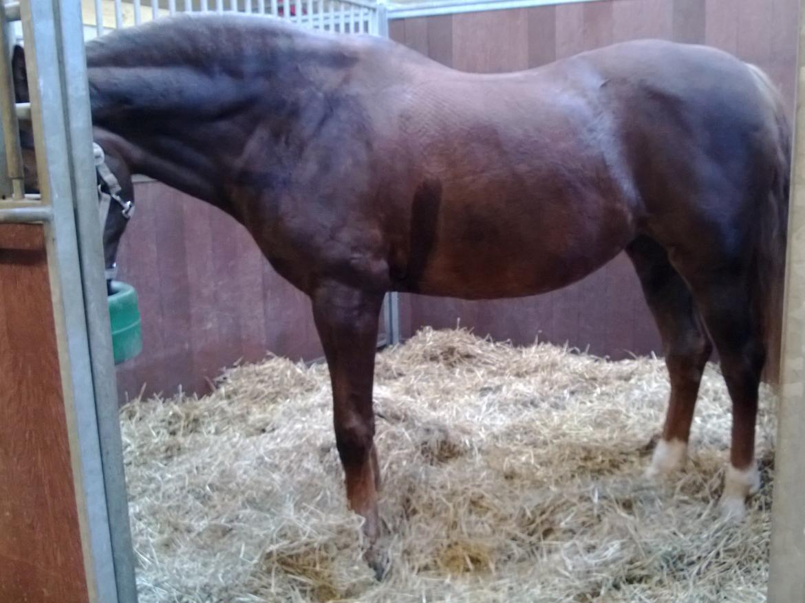 Anden særlig race Melissa - Hun er lidt sulten:* billede 17