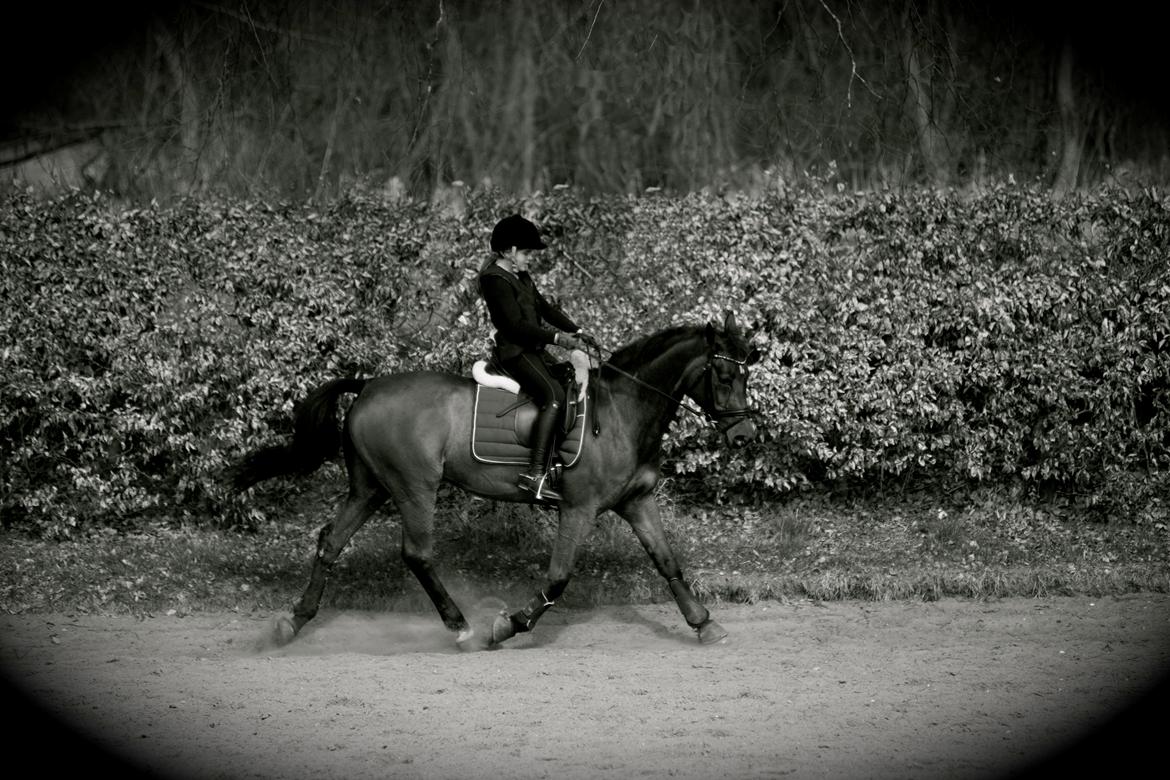 Anden særlig race Sweet Wonder - Øgning i trav af langsiden! <3 billede 15