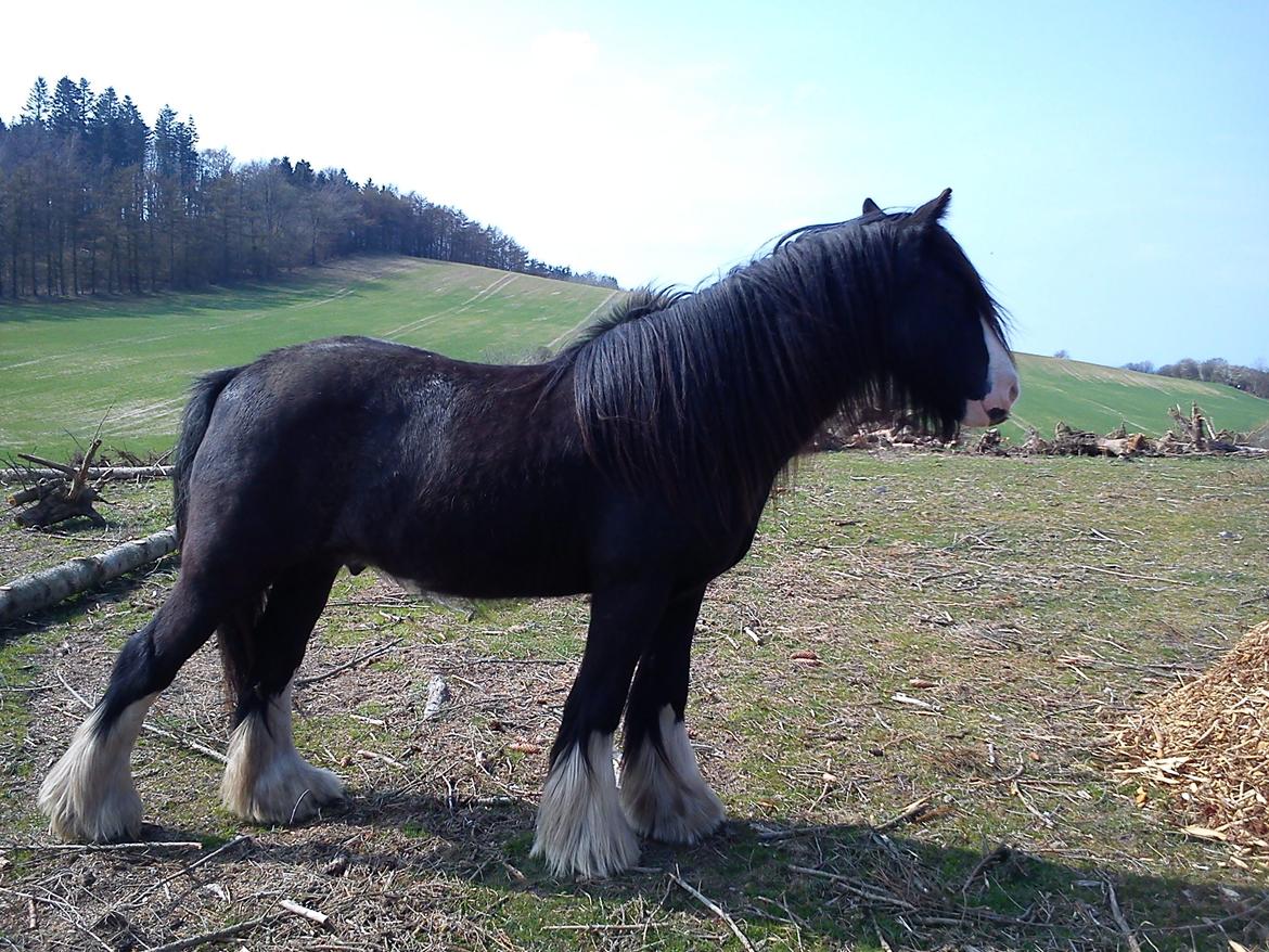 Tinker Aasgaard's Mac. Gregon billede 15