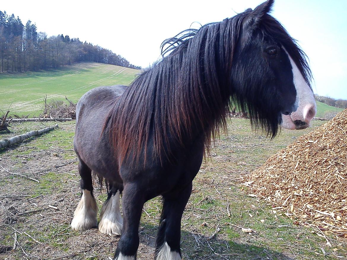 Tinker Aasgaard's Mac. Gregon billede 16