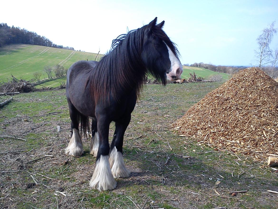 Tinker Aasgaard's Mac. Gregon billede 17