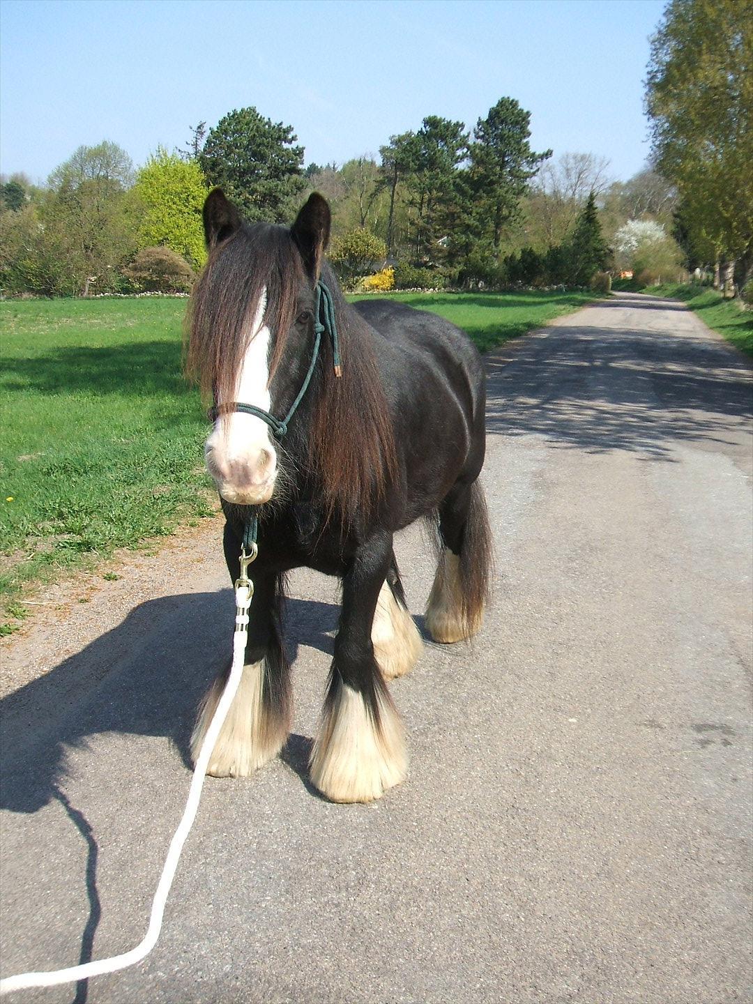 Tinker Aasgaard's Mac. Gregon billede 12