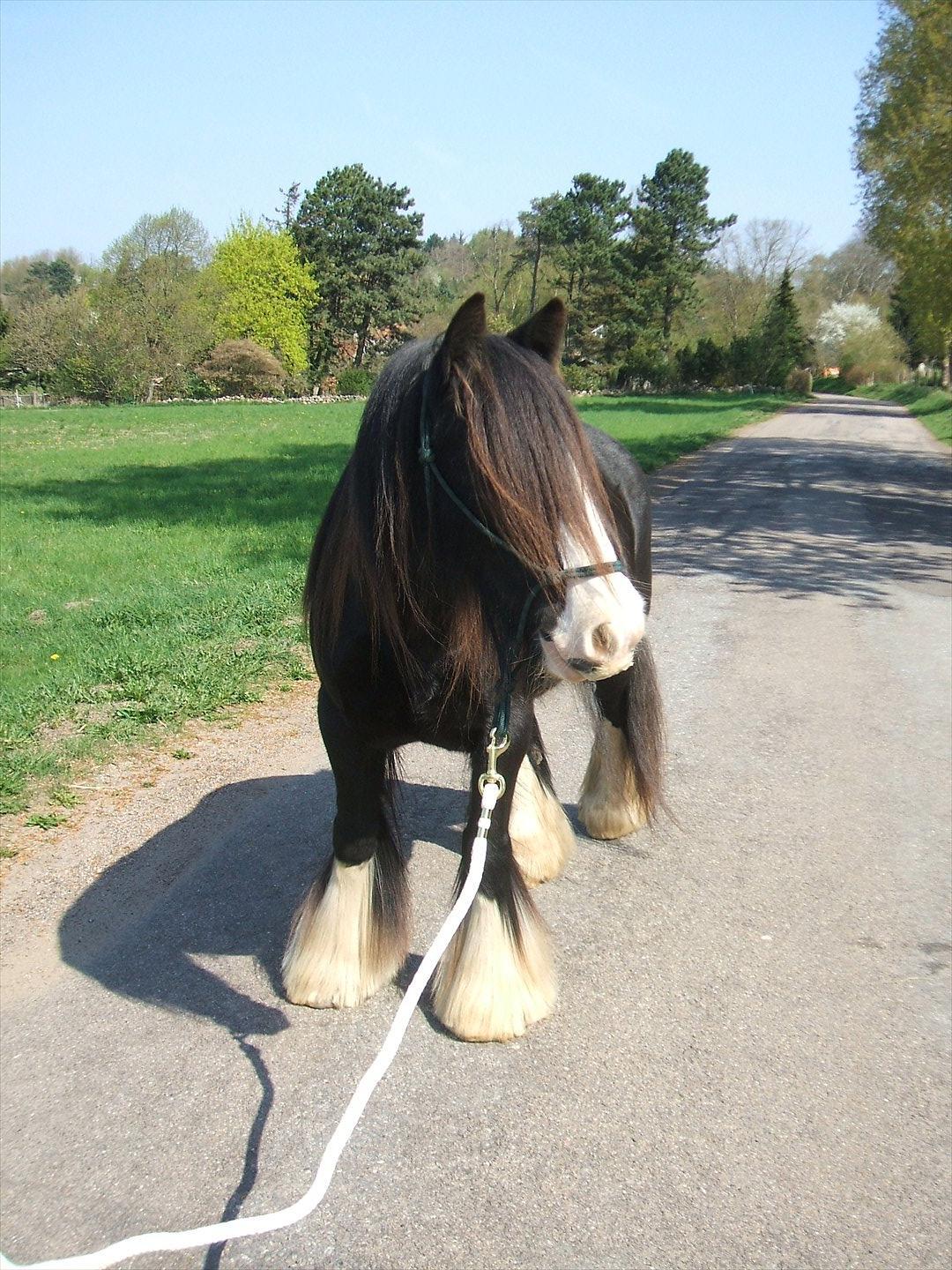 Tinker Aasgaard's Mac. Gregon billede 1