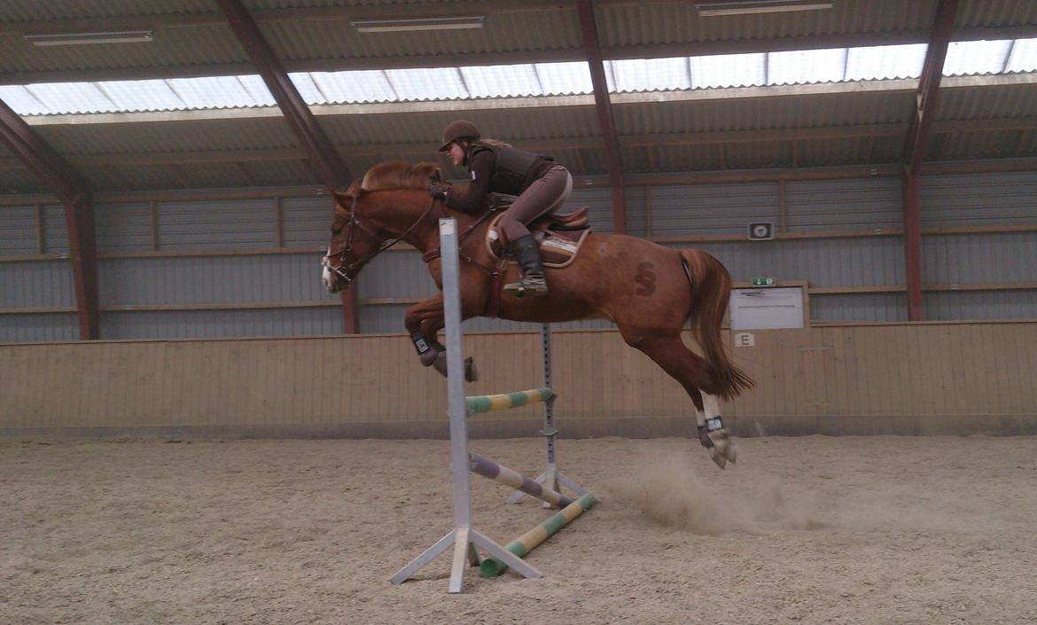 Dansk Varmblod Paragraff billede 16