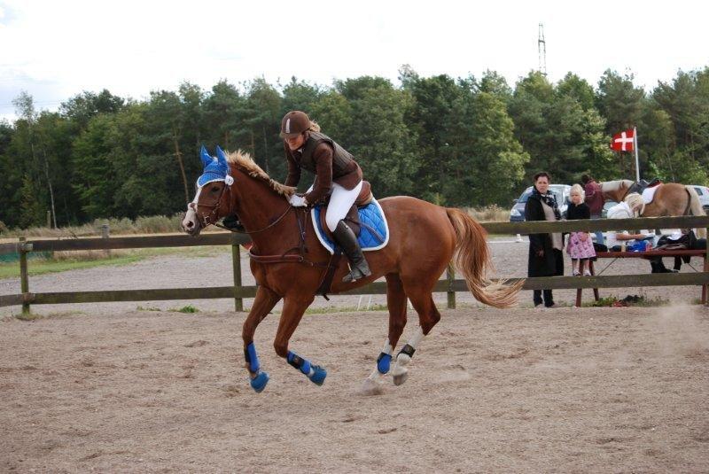 Dansk Varmblod Paragraff billede 23