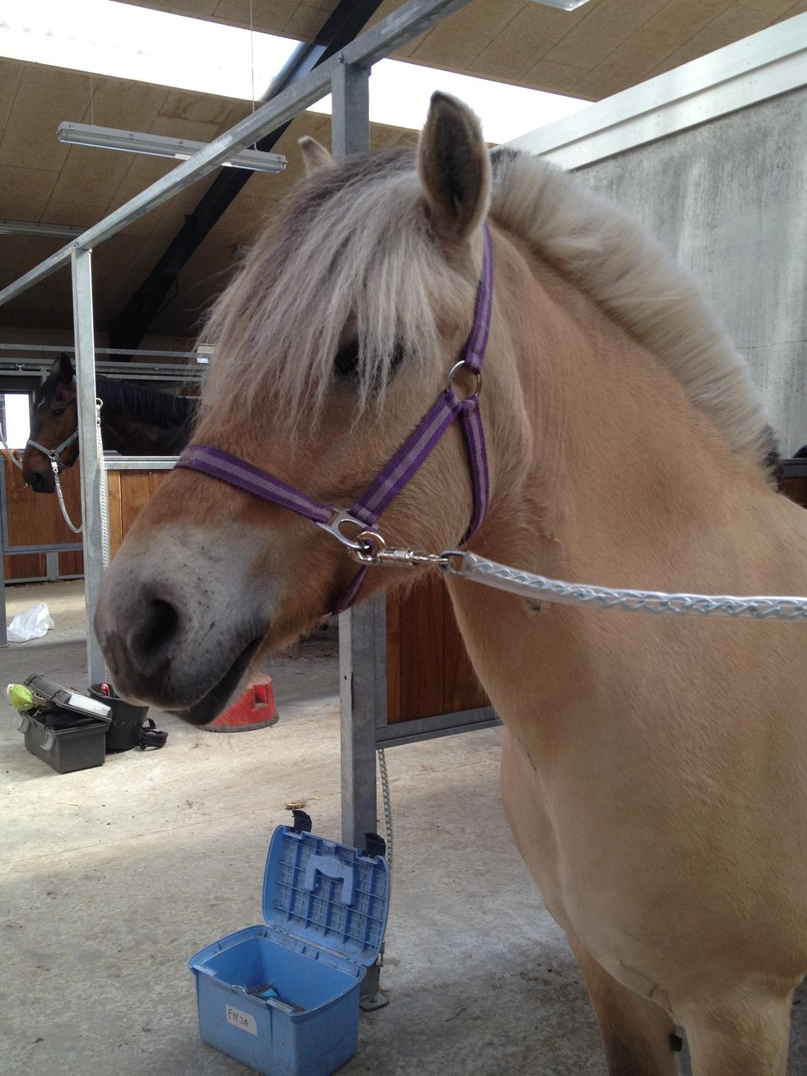 Fjordhest Freja <3 billede 8