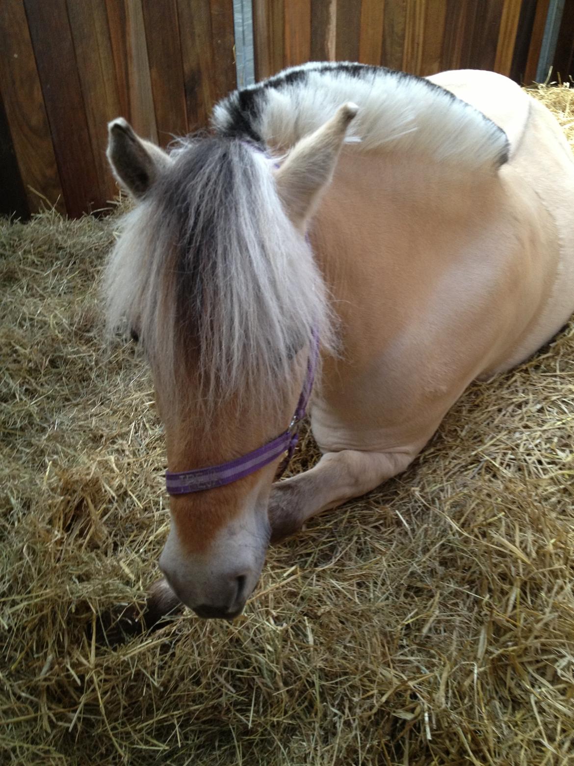 Fjordhest Freja <3 billede 9