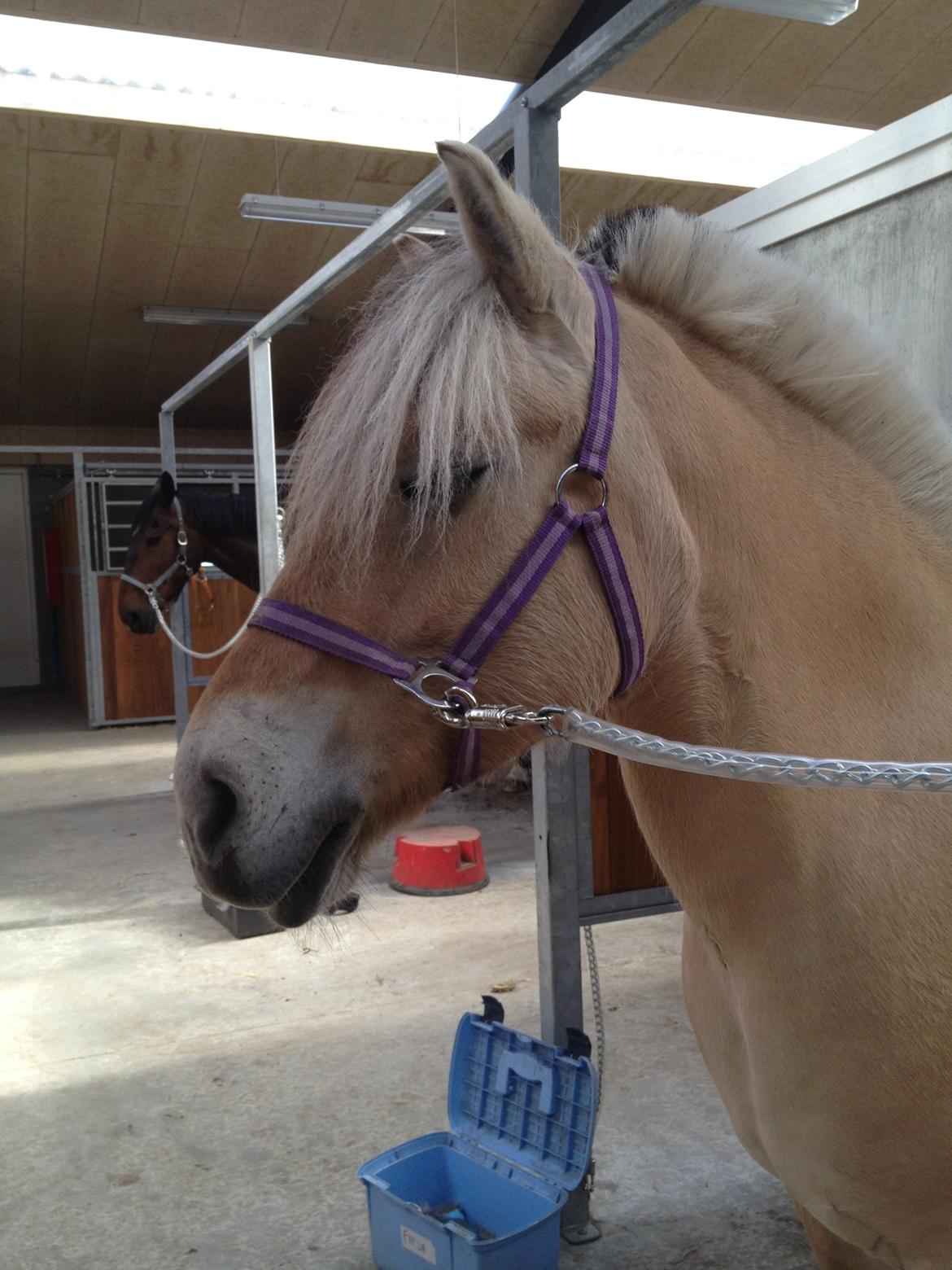 Fjordhest Freja <3 billede 10