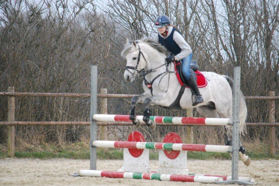 Anden særlig race Avangardas***Tykke*** - Foto: Emilie Rand billede 14