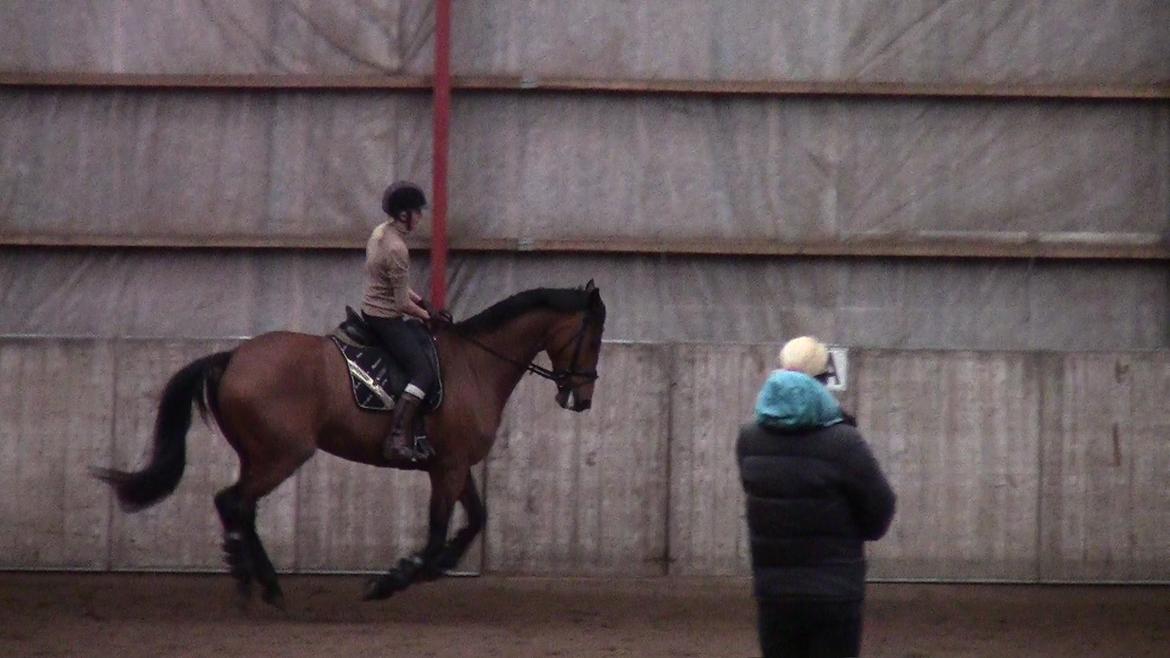 Dansk Varmblod Stengårds Laktose - Kursus ved Silje Bakken, april 2013 billede 7