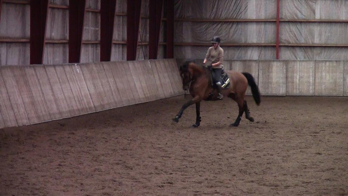 Dansk Varmblod Stengårds Laktose - Kursus ved Silje Bakken, april 2013 billede 8