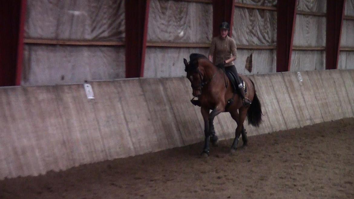 Dansk Varmblod Stengårds Laktose - Kursus ved Silje Bakken, april 2013 billede 9