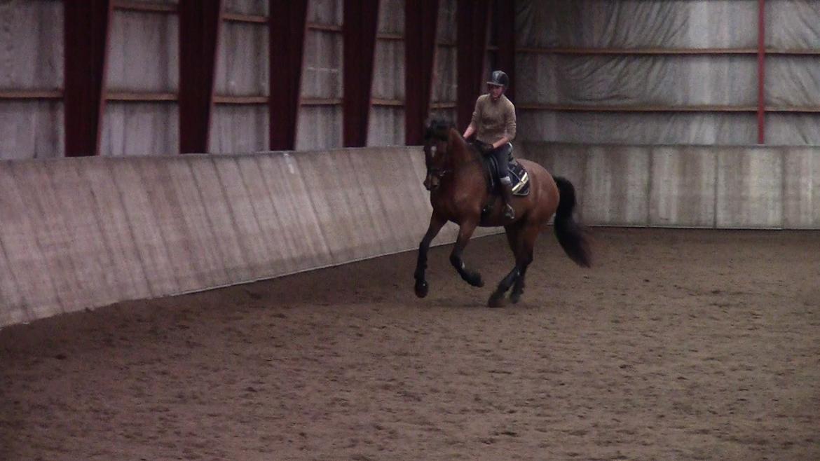 Dansk Varmblod Stengårds Laktose - Kursus ved Silje Bakken, april 2013 billede 10